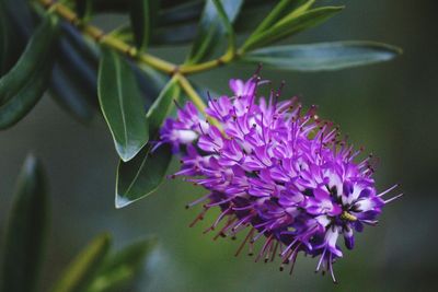 Close-up of purple flower blooming outdoors