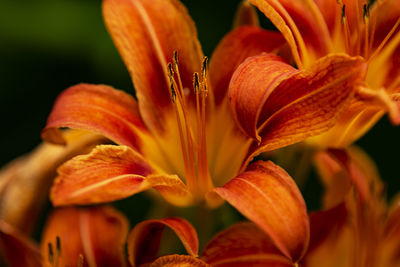 Close-up of orange day lily