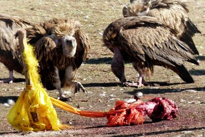 Vultures with carcass on field