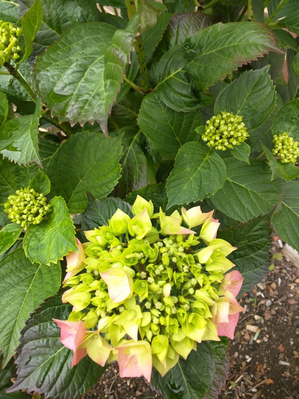 leaf, freshness, growth, flower, green color, plant, beauty in nature, fragility, nature, high angle view, petal, outdoors, close-up, day, botany, growing, abundance, blooming, flower head, season