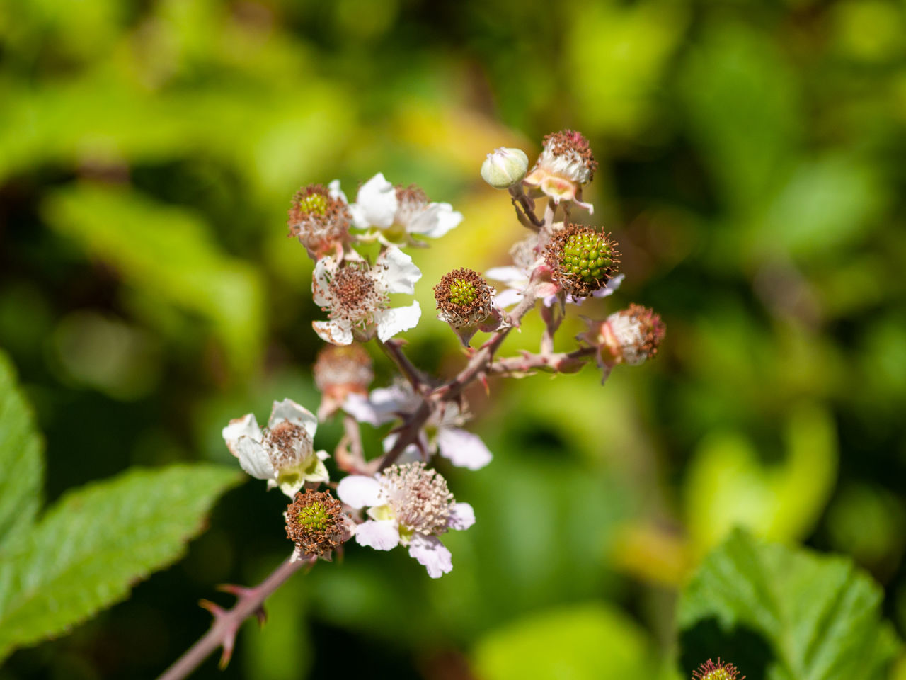 Unripe blackberries