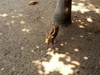 High angle view of deer on land
