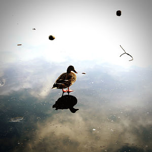 Bird flying over lake against sky