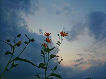 Low angle view of flowers blooming against sky