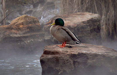 Duck perching on rock