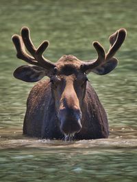 Bull moose in water eating in fishercap lake, glacier national park