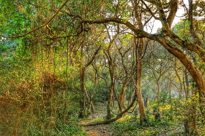 Trees in forest