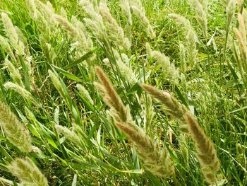 High angle view of corn field