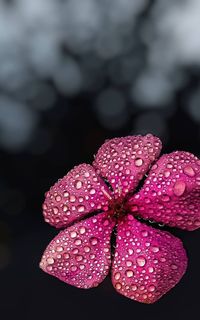 Close-up of raindrops on pink flowering plant