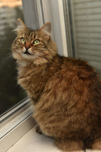 Close-up of cat sitting on window