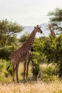 Side view of giraffe standing on grass against sky
