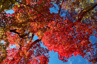 Low angle view of maple tree against sky