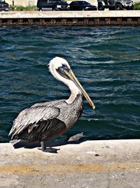 View of pelican on lake