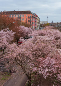 Pink cherry blossoms on tree in city