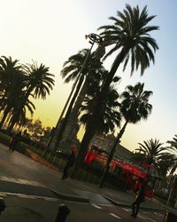 Palm trees against sky