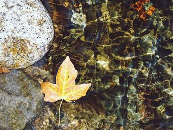 Close-up of leaves in water