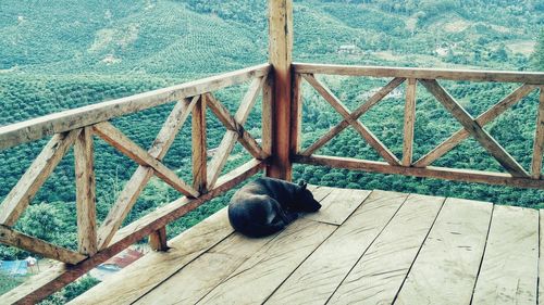 High angle view of cat sitting on wood