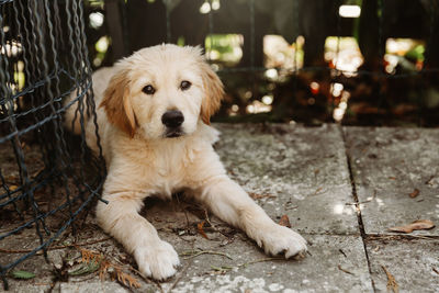 Cute golden retriever labrador puppy dog lying down outside