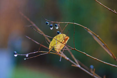 Close-up of insect on twig