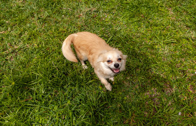 Funny pomeranian chihuahua mix playing in a green yard in florida.