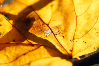 Close-up of yellow leaf during autumn