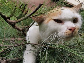 Close-up of a cat looking away