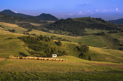 Scenic view of agricultural field against sky