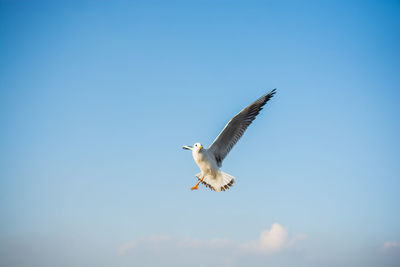 Low angle view of seagull flying in sky