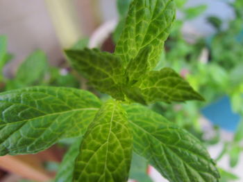 Close-up of fresh green plant