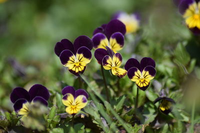 Close-up of yellow flowering plant on field