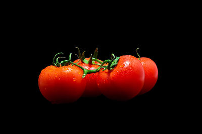 Close-up of tomatoes against black background