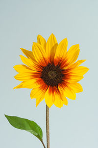 Close-up of yellow flower against white background