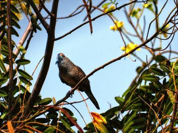 Low angle view of bird perching on branch against sky