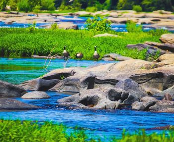 View of ducks swimming in lake