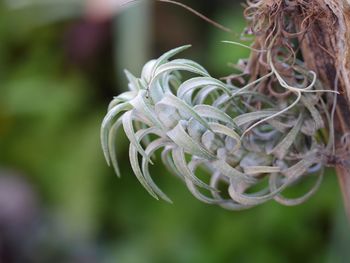 Close-up of white flower