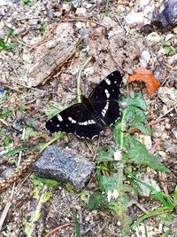 High angle view of butterfly on ground