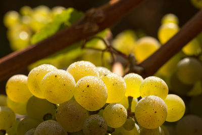 Close-up of grapes growing on tree