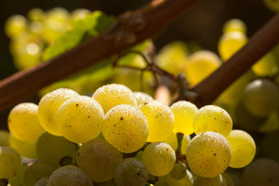 Close-up of grapes