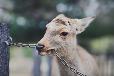 Close-up of deer