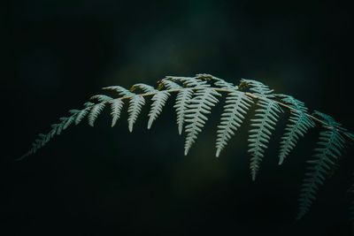 The fern in the mountain