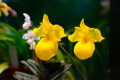 Close-up of yellow flowers blooming outdoors