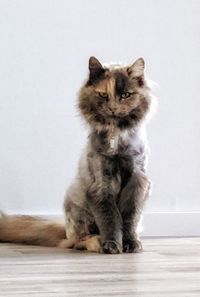 Cat sitting on wall against white background