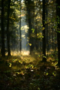 Plants growing on field in forest