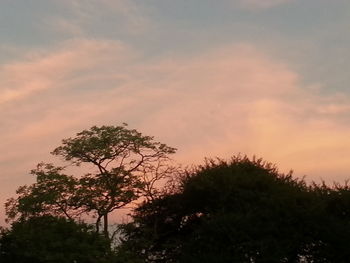 Low angle view of trees against cloudy sky