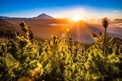 Plants growing on land against sky during sunset