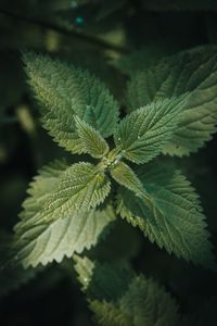 Close-up of green leaves