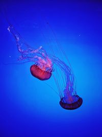Jellyfish swimming in sea