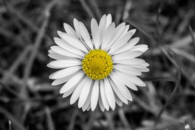 Close-up of white daisy blooming outdoors