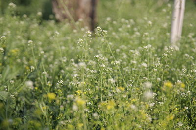 Yellow flowering plants on field
