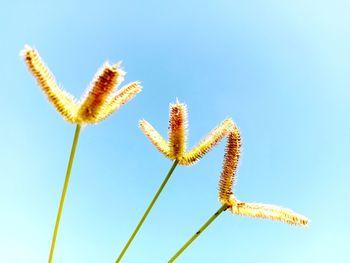 Low angle view of flowering plant against blue sky